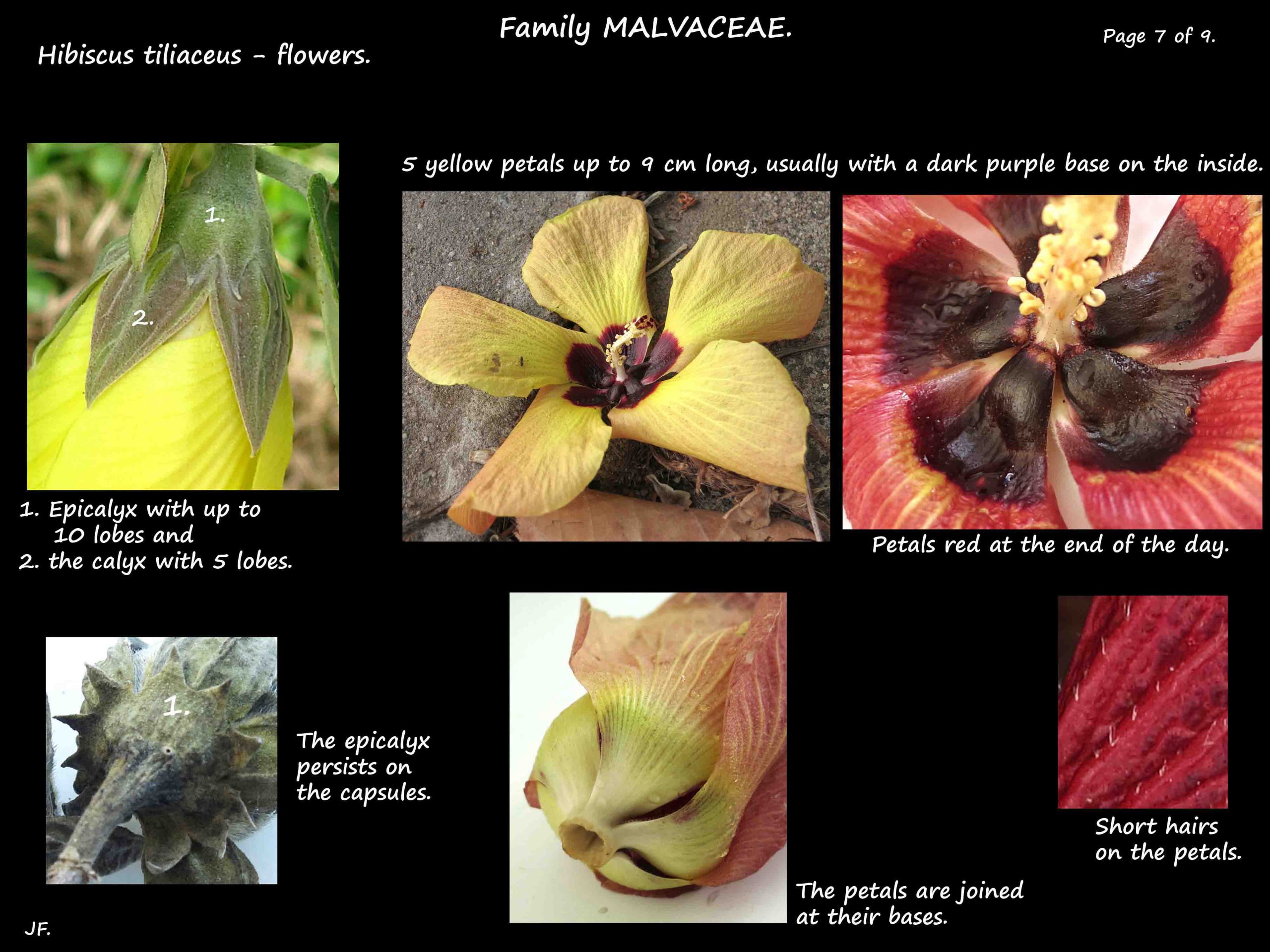 7 Epicalyx & petals of Hibiscus tiliaceus